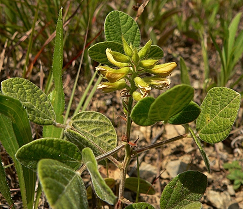 {Rhynchosia tomentosa}